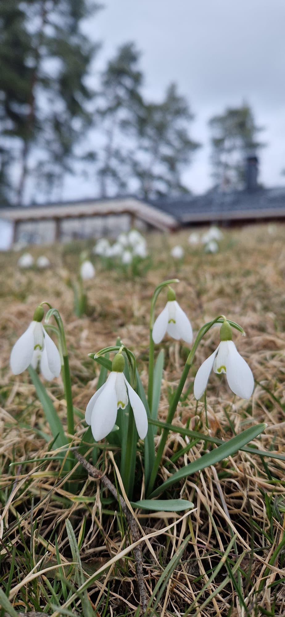 Schneeglöckchen im Garten